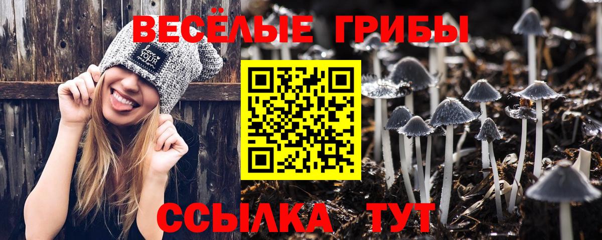 Псилоцибиновые грибы Psilocybe Брянск